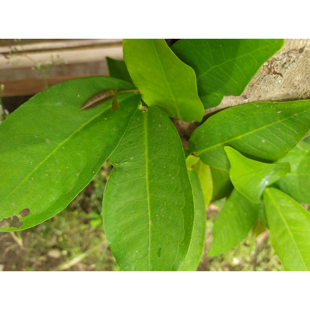 

DAUN JAMBU AIRR\]\]'][][]867TUG