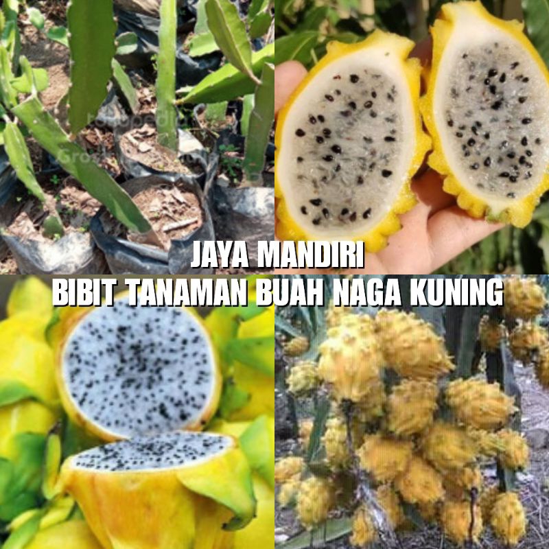 BIBIT BUAH NAGA KUNING SUPER