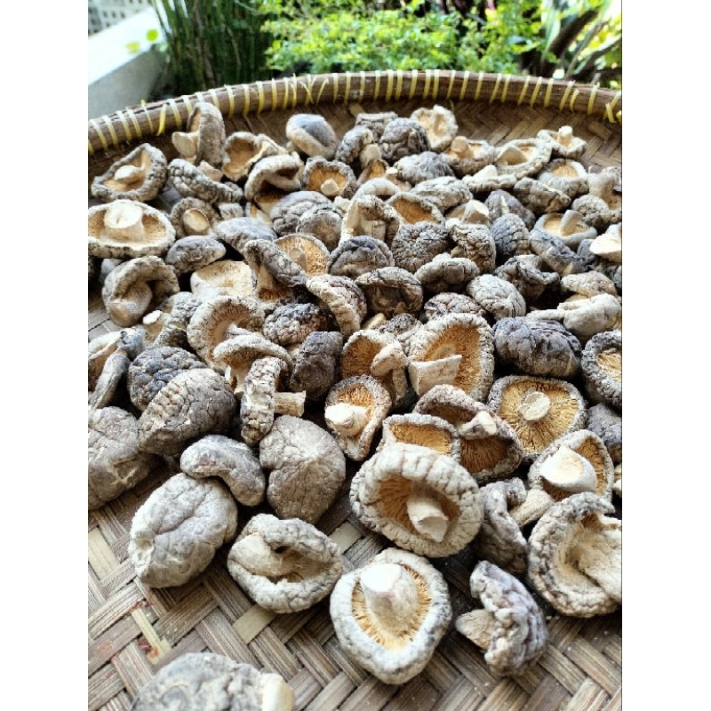 Jamur Hioko Kering