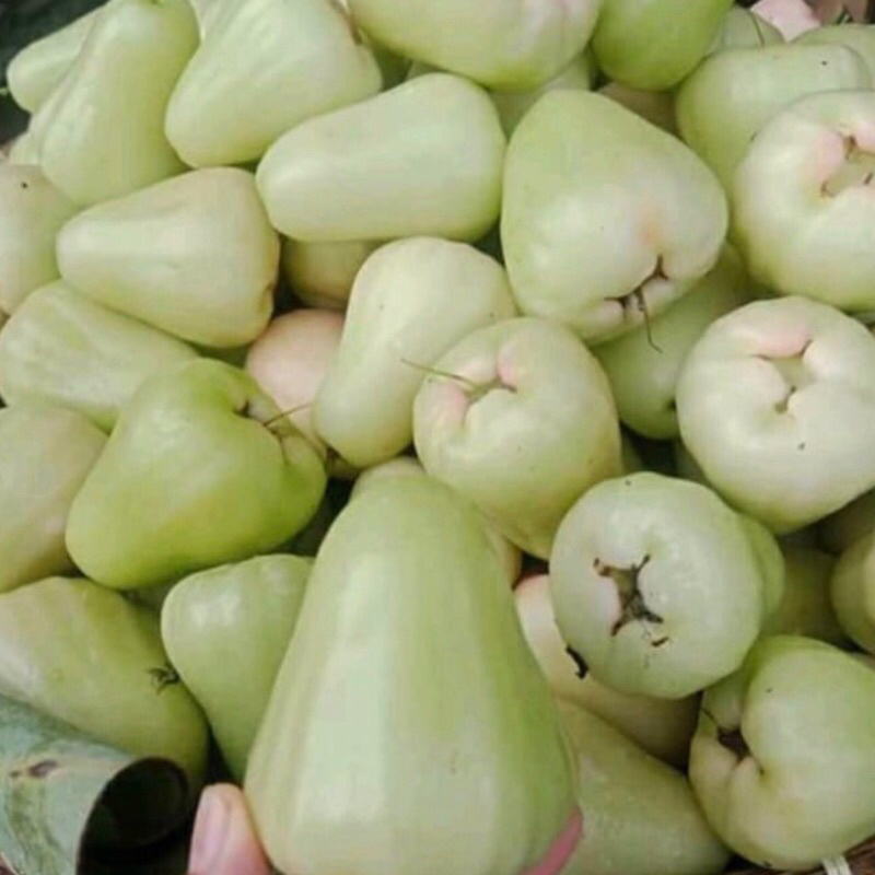 

Jambu Air Deli Susu Madu Manis 1 Kg