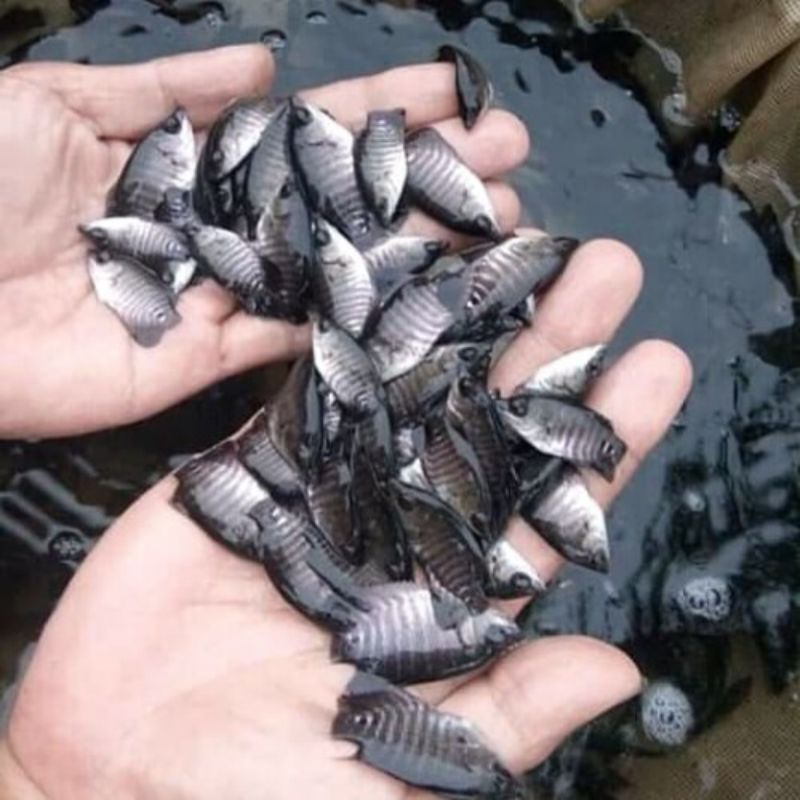 PAKETAN MURAH GURAME SOANG UKURAN SILET