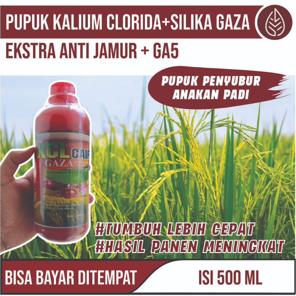 Pupuk KCL Cair Gaza pupuk Padi Sawah buah lebat kcl pupuk kcl pupuk untuk Padi Terbaik pupuk organik