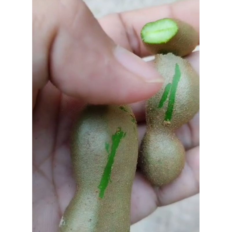 

asam Jawa muda 100g