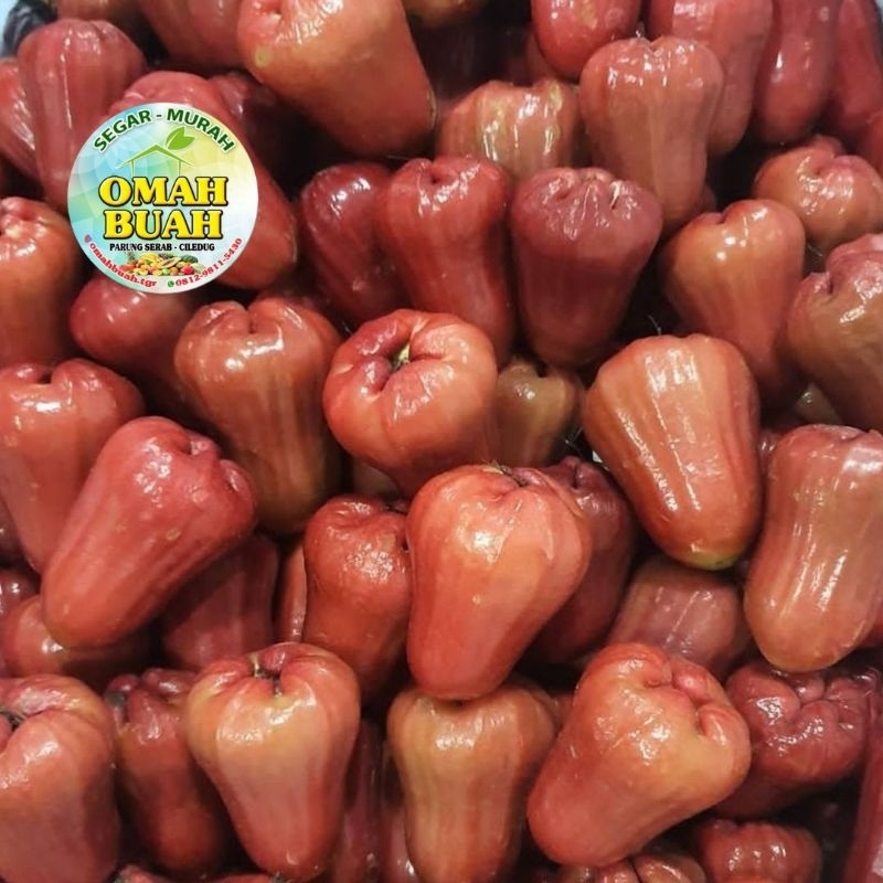

Jambu Air Citra Cincalo Manis Segar