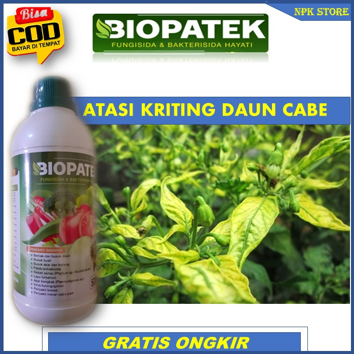 Terbaru BIOPATEK Fungisida & Bakterisida Hayati Pupuk Paling Ampuh Atasi Kuning Daun Cabai – Atasi K