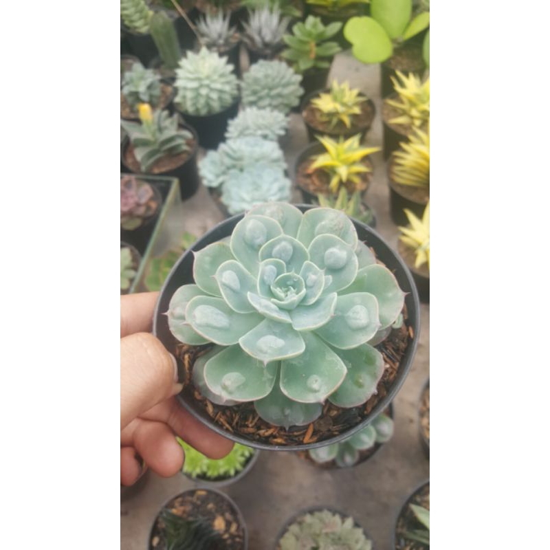 Echeveria