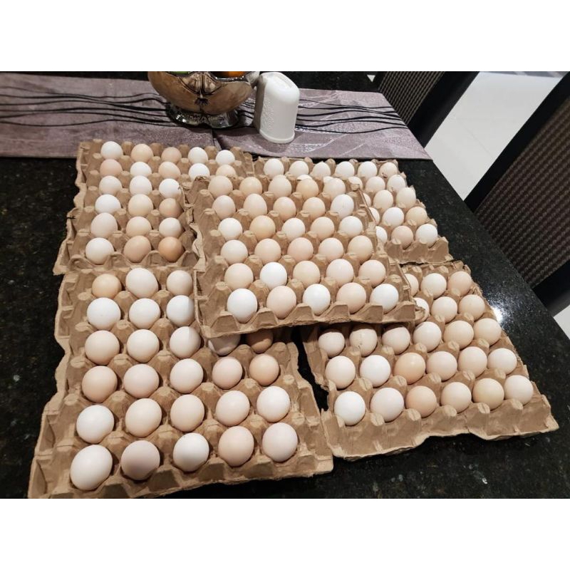 

Telur Ayam Kampung ASLI, Ternak sendiri ( Ready Stok )