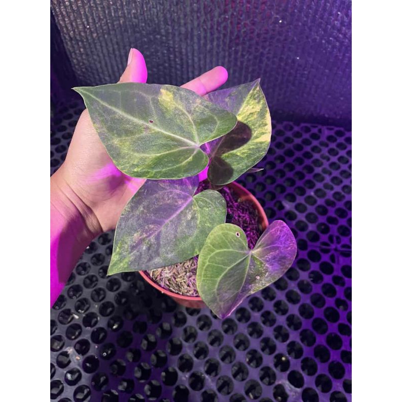 Queen clarinervium variegata