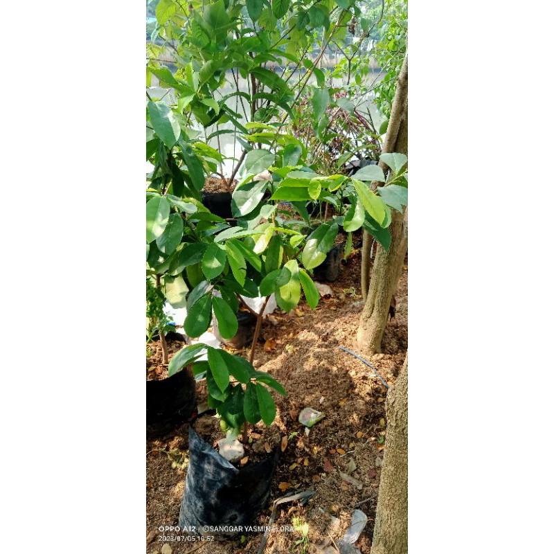 TANAMAN/POHON BUAH SIRSAK CANGKOK