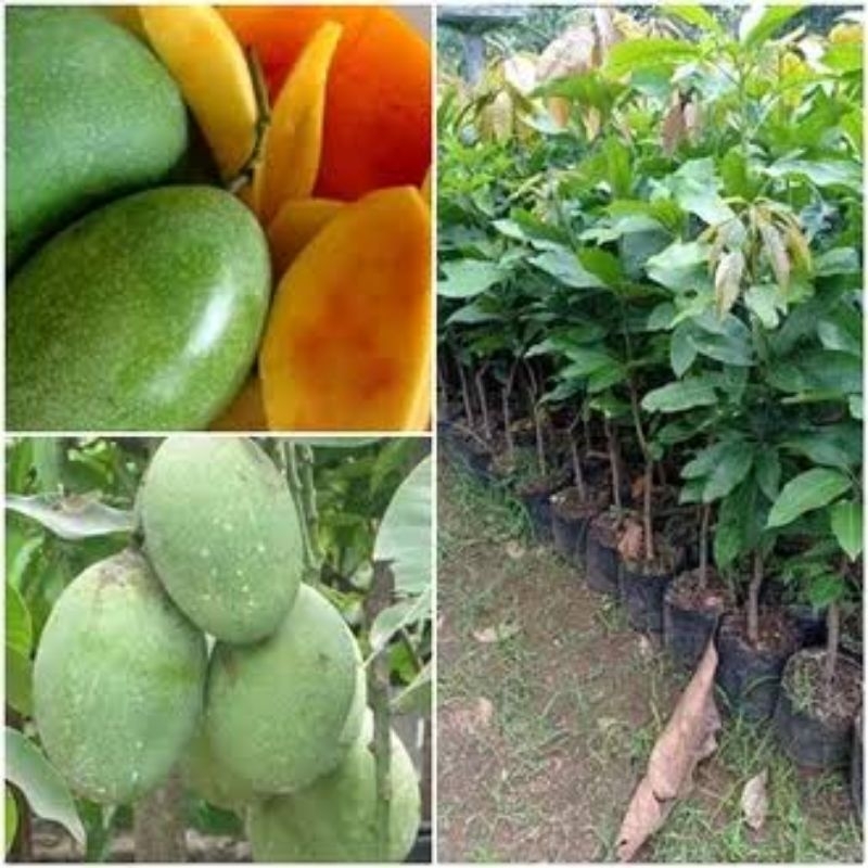 

bibit mangga manalagi hasil okulasi