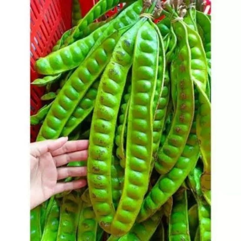 

bibit pete hasil okulasi
