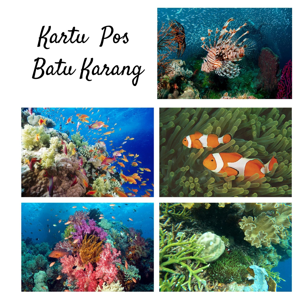 

MC- Kartu pos Kartupos Terumbu / Batu Karang / Coral Reef Postcard