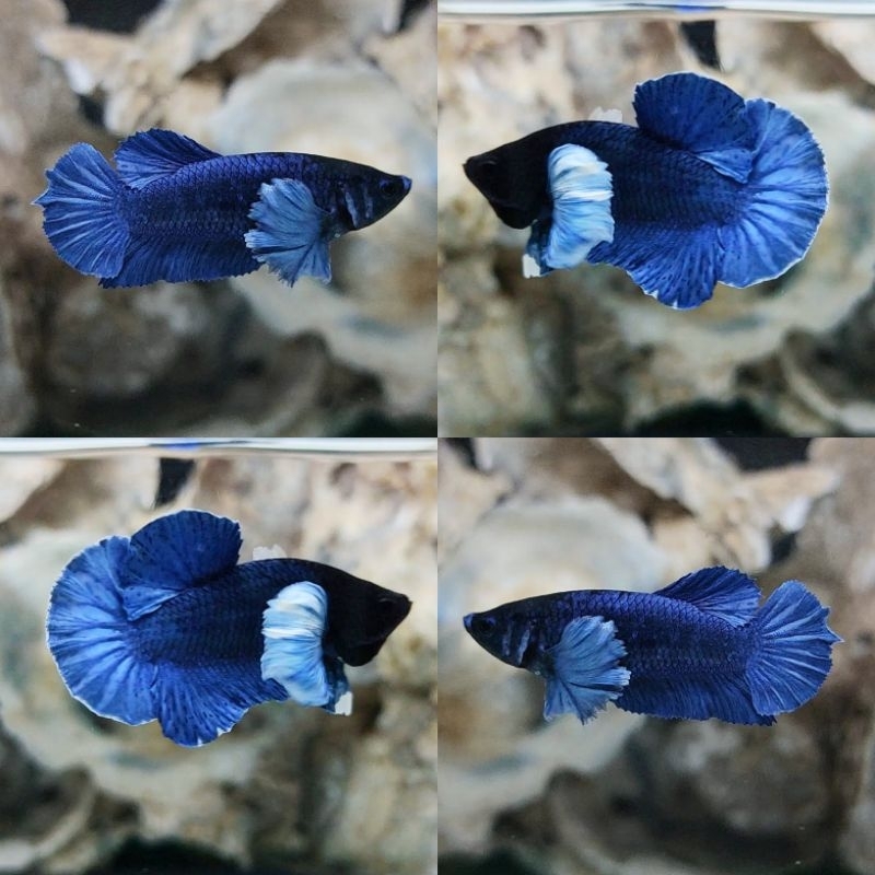 Sepasang Dumbo ear Blue Series