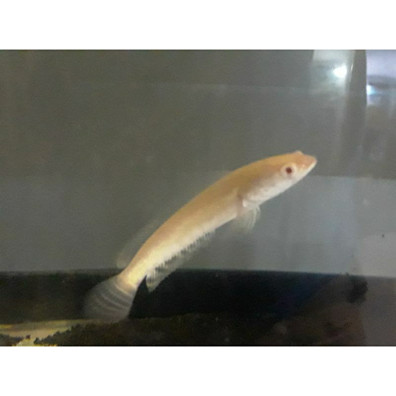 Striata Albino singel tank