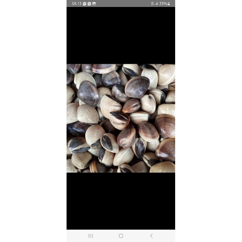 

kerang tahu kerang kepah live hidup