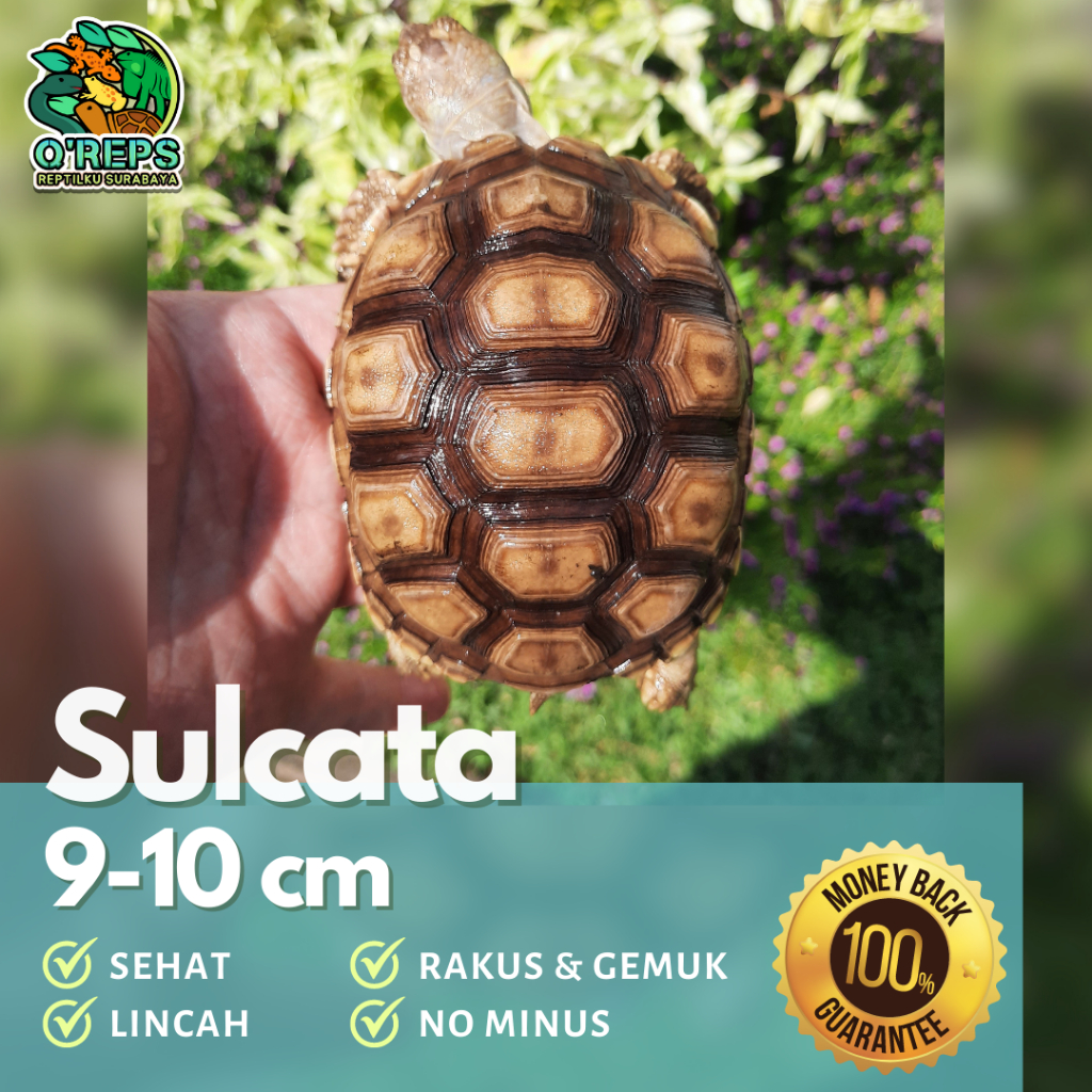 Replika patung sulcata 9-10 cm rakus lincah dome mulus no minus
