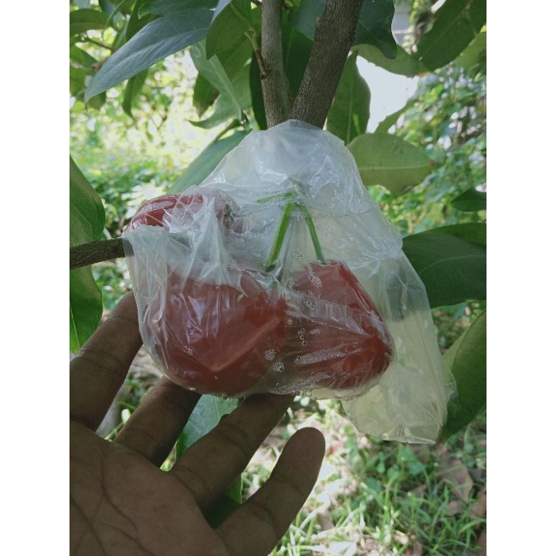 entres jambu air black diamond