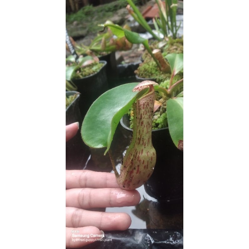 nepenthes boschiana X clip tanaman karnivora