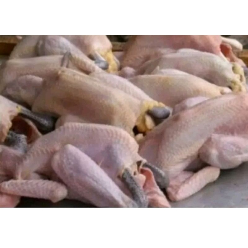 

Ayam kampung asli 1100-1200gram