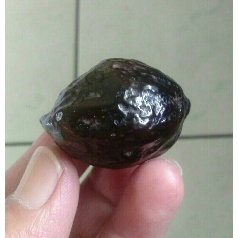 Kemiri Adu Muncang Adu Mantili Ori Urgen Garung