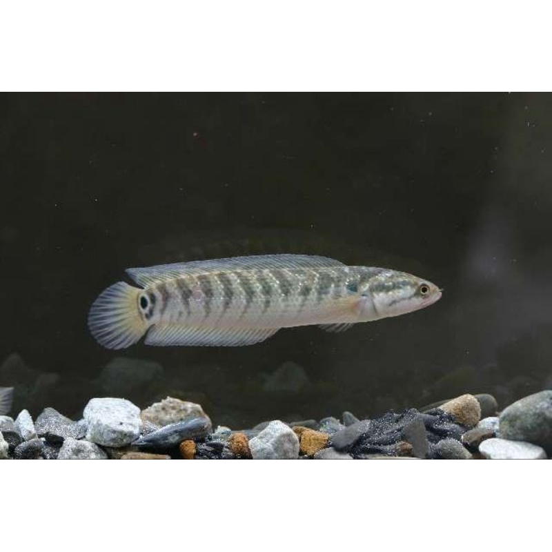 Hiasan aquarium ikan chana asiatica ws size 6-7cm full garansi