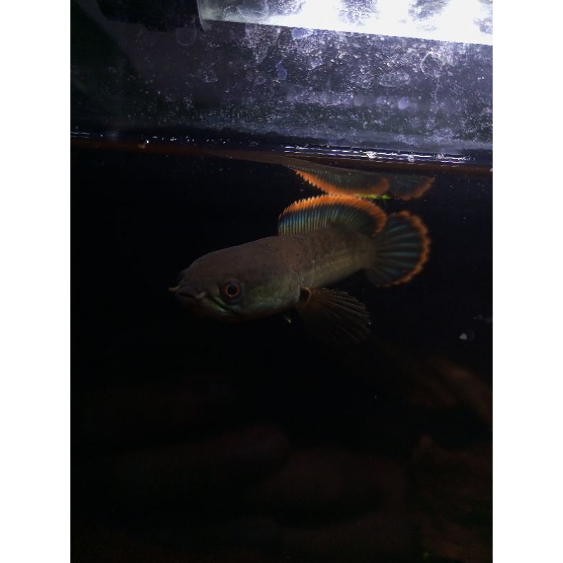 Limbata cb Lawu size 5cm high kualitas