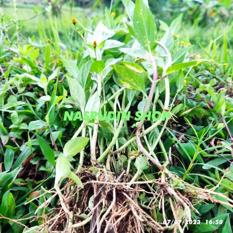 

[Fresh] DAUN JOTANG 20 POHON UTUH SEGAR DENGAN AKAR / JATONG GETANG GLETANG / TANAMAN HERBAL /
