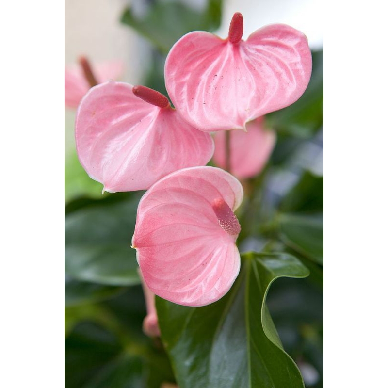 Tanaman Hias Anthurium Mickeymouse Bunga Pink/Anthurium Bunga