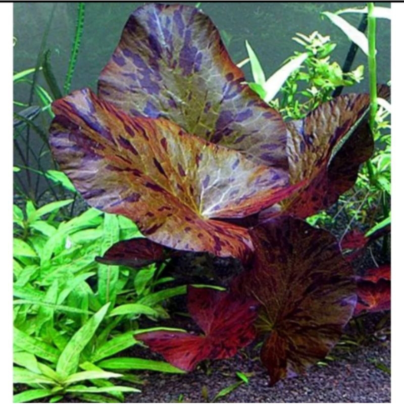 Tiger lotus tanaman aquascape