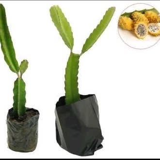 (Paket 20 Bibit) Buah Naga Golden Asli