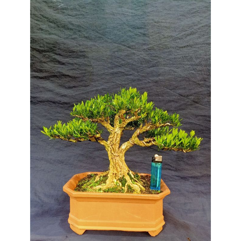 Bonsai Buxus Size small