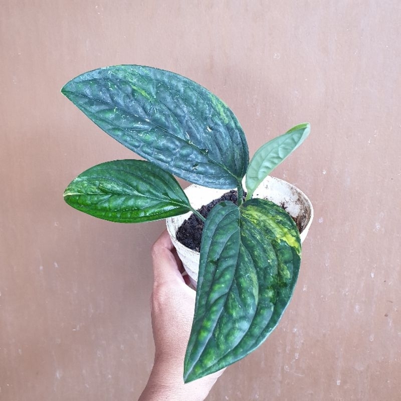 Monstera karstenianum varigata