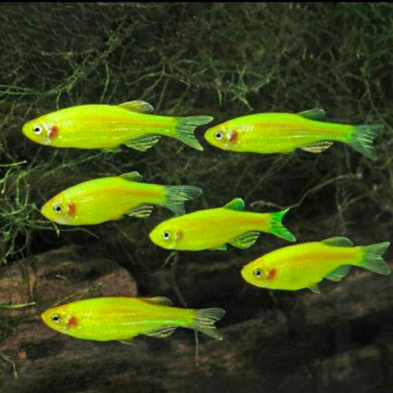 glofish danio warna hijau paket 20 ekor.