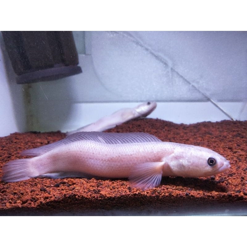 ASIATICA LEUCISTIC UNIK BADAN BENGKOK BAWAAN LAHIR 13-16 CM