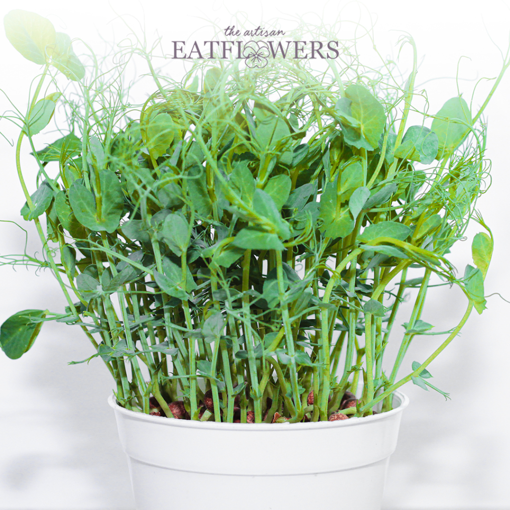 

Tendrill/ pea shot/ pea snow microgreen - The Artisan Eatflowers EF14