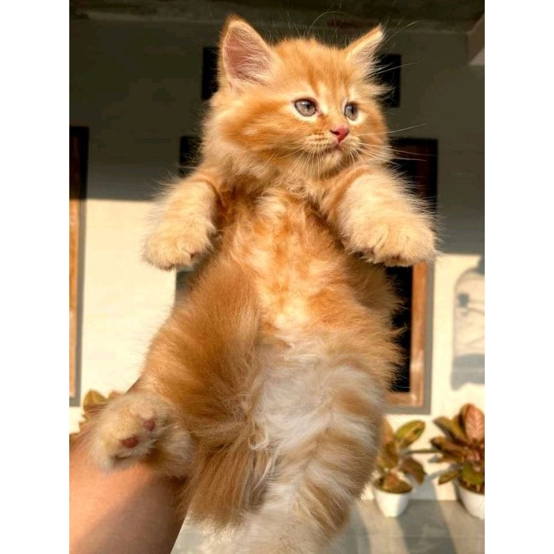 Kucing Persia anggora khusus oren/hitam