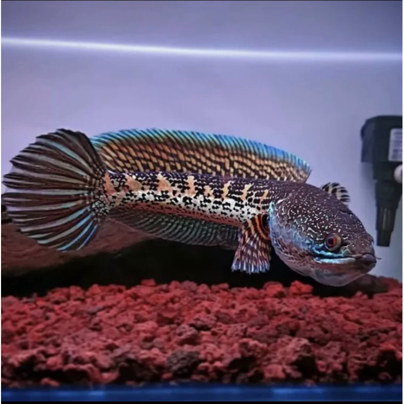 CHANA AURANTI MACULLATA BABY 3/4 cm