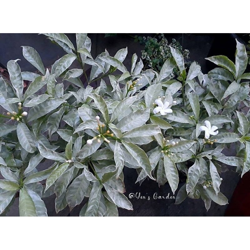 Tanaman rombusa rimbun / tanaman hias rombusa