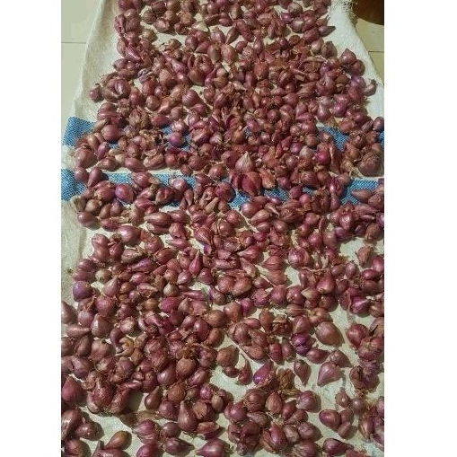 

bawang merah segar bamer bomer brambang 500gr