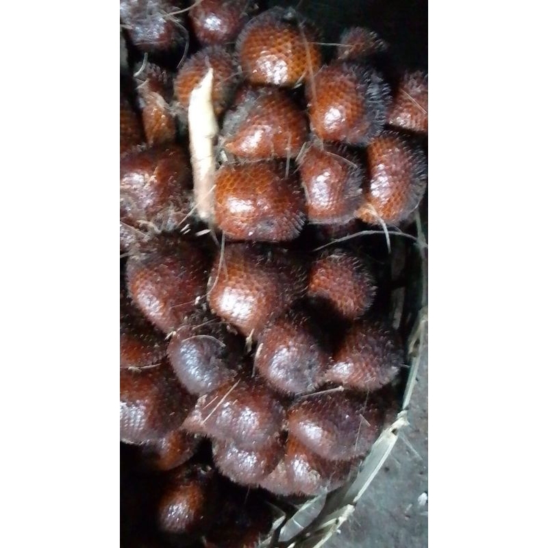 

TERMURAH!!! SALAK PONDOH SUPER FRESH GRADE A LERENG MERAPI