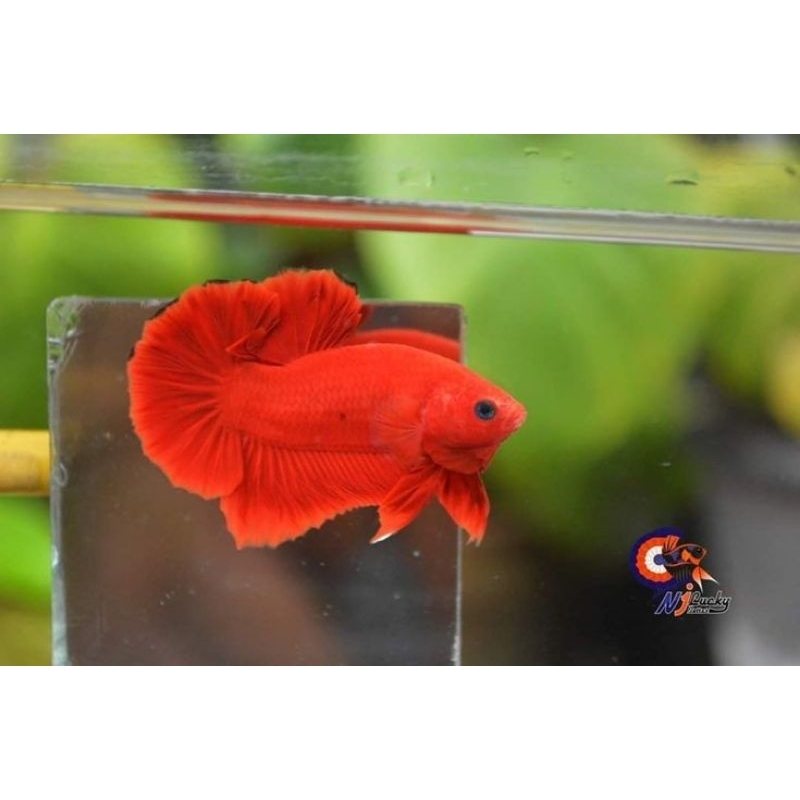 

PLAKAT RED MALE