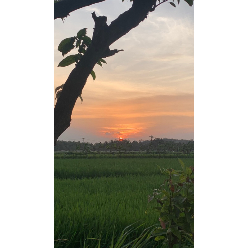 

punya windy