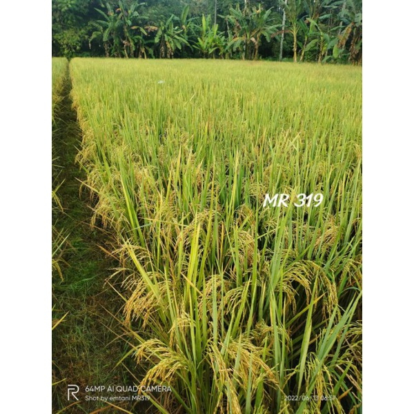 Bibit Padi Unggul MR 319 Benih Padi MR319 5 KG