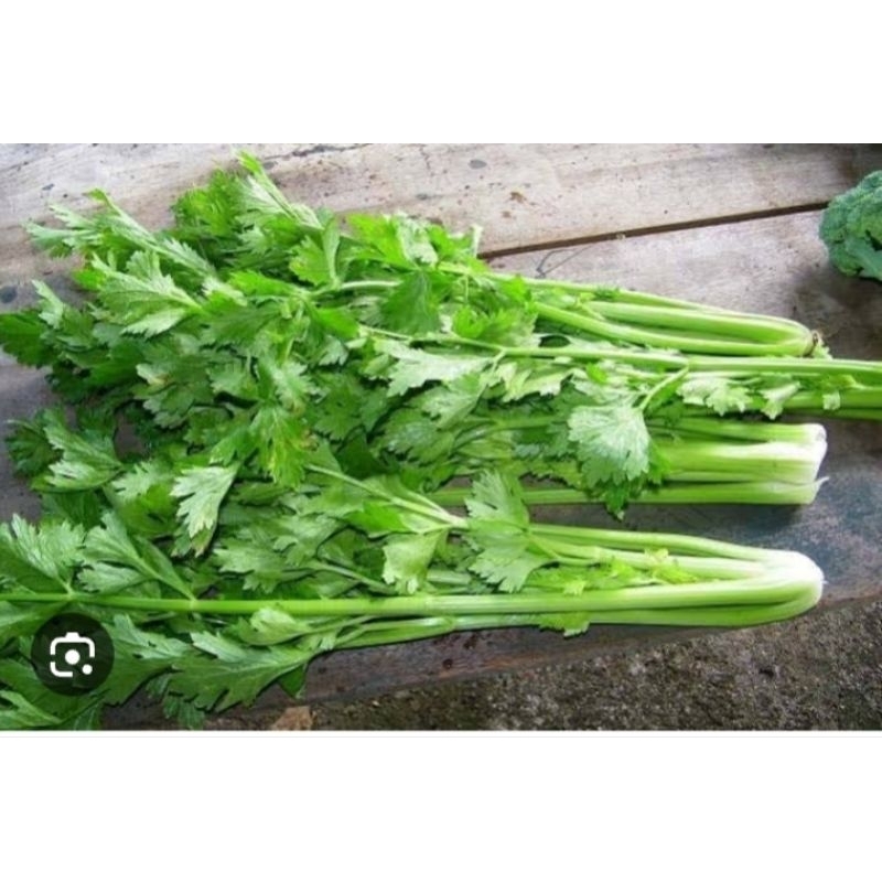 

daun seledri 100gr