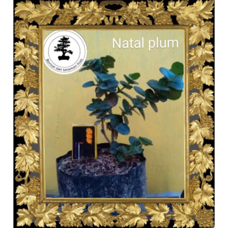 Bibit bonsai natal plum