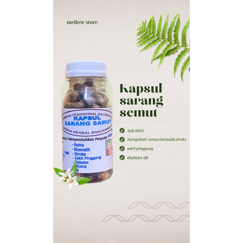 

serbuk kapsul sarang semut khas kalimantan asli 100%