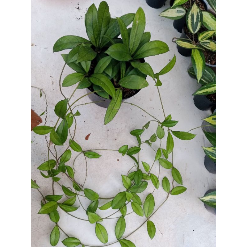 hoya crassipetiolata rimbun