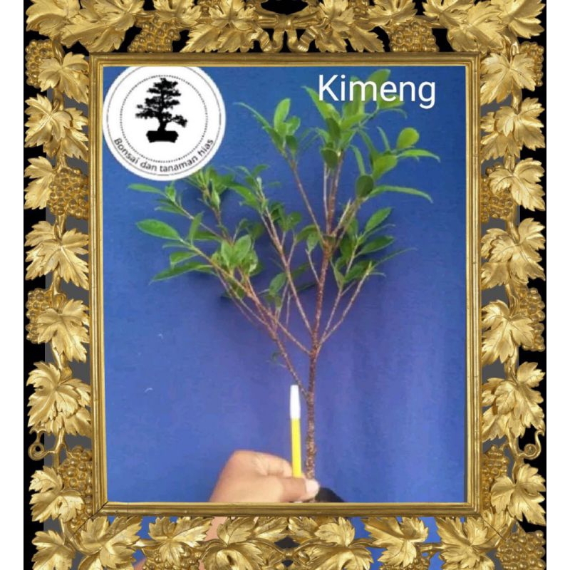 bahan bonsai kimeng