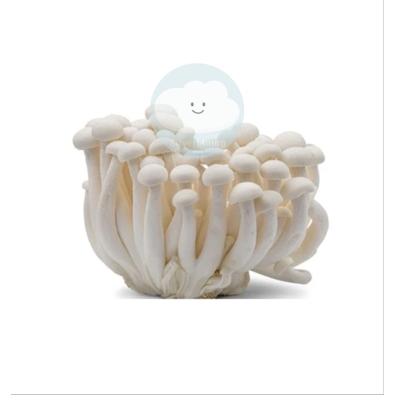 

WHITE SHIMEJI MUSHROOM / JAMUR SHIMEJI PUTIH 150 GRAM