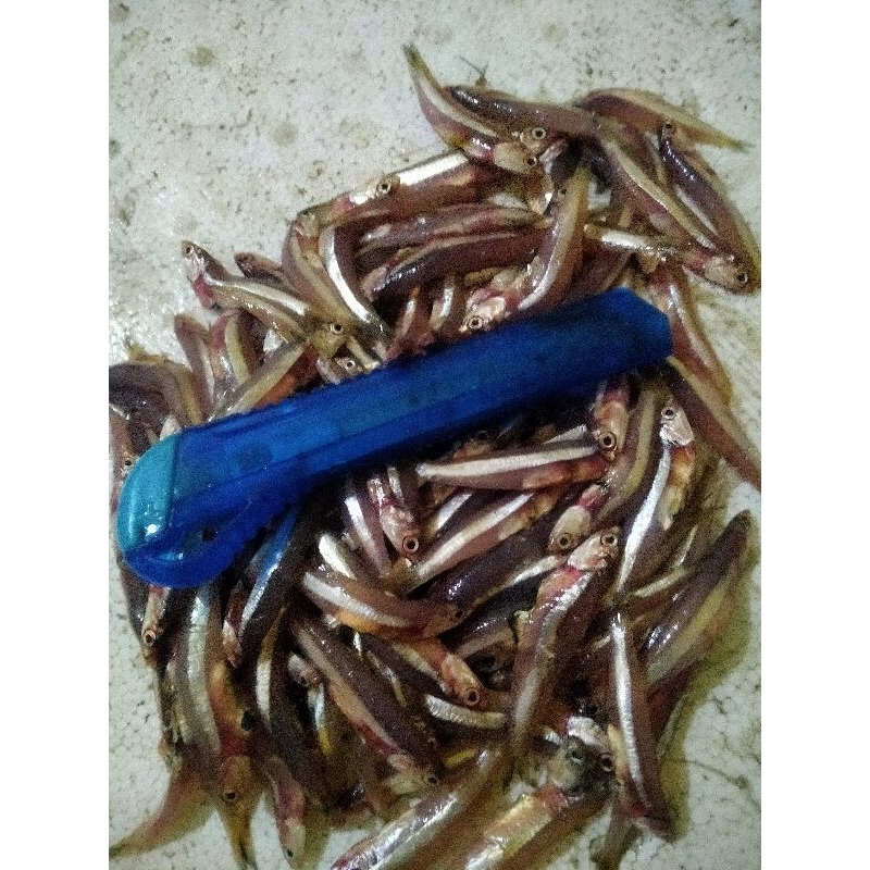 

Ikan Teri Basah Galer Fresh Frozen Hasil Laut Segar 1Kg BERGARANSI